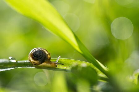 A small snail sits on a large blade of bright green grassの写真素材