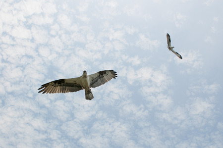 A Pair of adult Osprey fly over their nest trying to keep intruders away.の写真素材