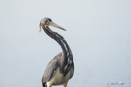 A Tri-colored Heron stands in front of a white background with its neck curved on a sunny day.の写真素材