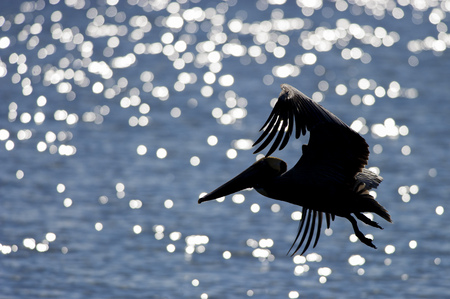 A Brown Pelican flies in front of  sparkling blue water on a bright sunny day.の写真素材