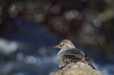 A Purple Sandpiper stands on a jetty rock with a sparkling water background on a bright sunny day.