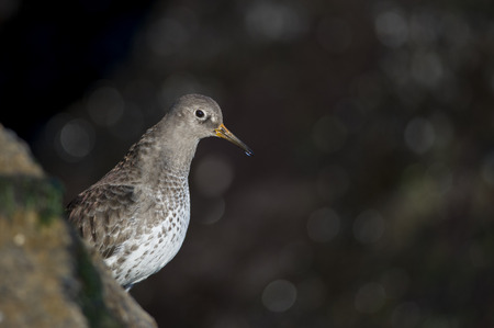 A Purple Sandpiper stands on a jetty rock with a dark background on a sunny day stretching its neck out to look around.の写真素材