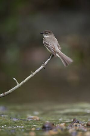 An Eastern Phoebe perches on a branch over a small stream in soft overcast light.の写真素材