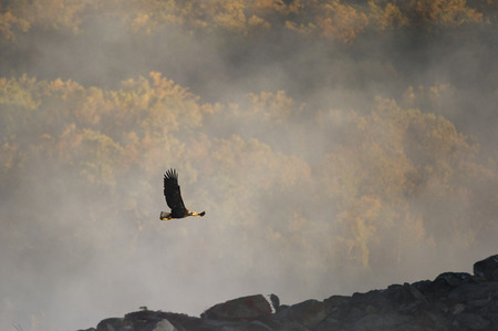 An adult Bald Eagle flies over a rocky outcrop on a sunny morning with a foggy and autumn colored...