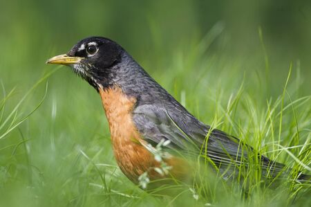 An American Robin stands in tall bright green grass on a sunny day.