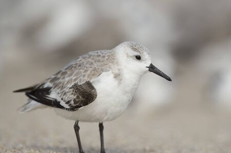 A small Sanderling shorebird stands on a sandy beach in soft sunny light.の写真素材