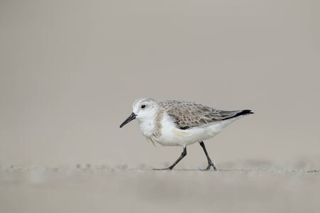 A Sanderling walks along on a sandy beach on a bright sunny day with a smooth background.の写真素材