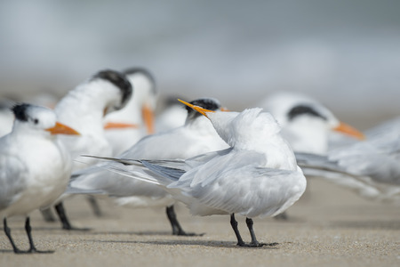 A Royal Tern looks somewhat funny with its beak turned up over its head while preening and cleaning its feathers among a flock on the sandy beach.の写真素材