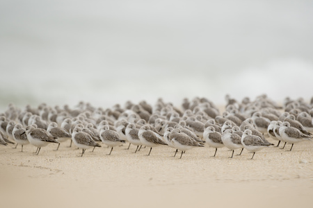 A large flock of Sanderlings stand on a sandy beach resting with their beaks tucked into their feathers.の写真素材