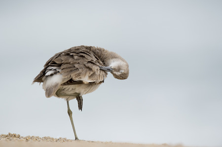 A Willet preens and cleans its feathers with its eye shut while standing on one leg in soft overcast...