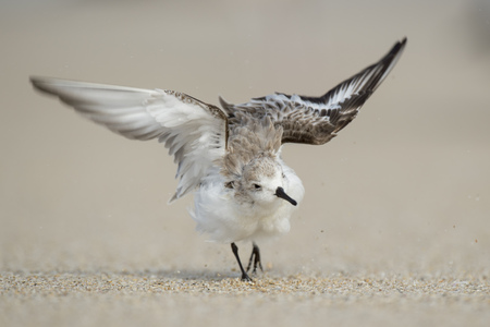 A Sanderling walks and flaps its wings on a sandy beach after cleaning its feathers.の写真素材