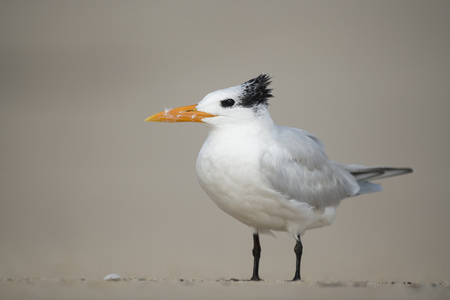 A Royal Tern stands on a sandy beach with a smooth background and soft sunny light.の写真素材