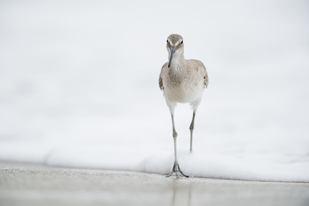 A Willet walks in the shallow ocean water as it splashes around its legs in soft overcast light.