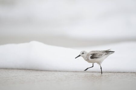 A Sanderling walks through the shallow ocean foamy waves in soft overcast light with a white background.の写真素材