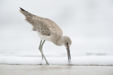 A Willet pushes its long bill into the wet sand on a beach in soft overcast light with a solid white background.の写真素材