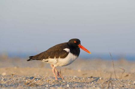 An American Oystercatcher walks on a sandy beach in the early morning sunlight.の写真素材