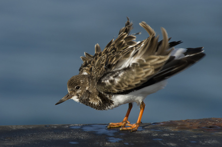 A Ruddy Turnstone shakes out its feathers and looks fluffed up on a sunny day with a smooth blue background.の写真素材