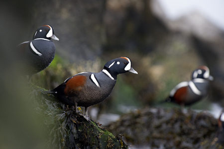 A male Harlequin duck stands on a seaweed covered rock and stretches out to look around with more ducks around him.の写真素材
