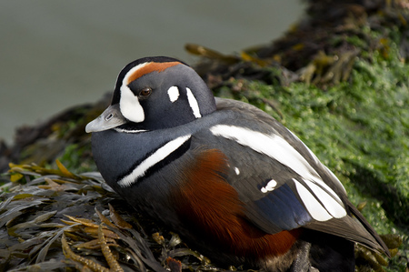 A close up portrait of a Harlequin Duck sitting on a seaweed covered rock with very soft light showing off all his colors.の写真素材