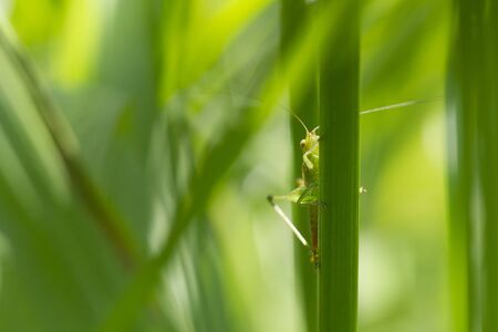 A small Grasshopper clings to a blade of grass on a bright sunny day surrounded by green.