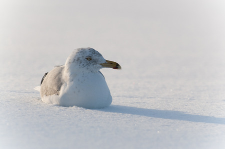 A Herring Gull sits in shallow snow as the sun shines from behind it on a cold winter day.の写真素材