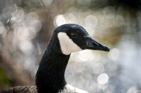 Close Canada Goose portrait in front of a sparkling water background.の写真素材
