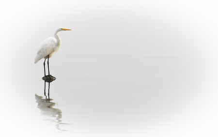 A Great Egret stands on a rock in calm shallow water with a reflection and a solid white background.の写真素材