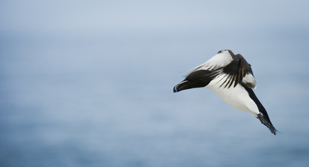 An adult Razorbill comes in for a landing with its feet hanging down in front of a blue ocean background.の写真素材