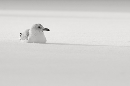 A black and white photo of a Herring Gull sitting in snow on a cold sunny winter day.の写真素材