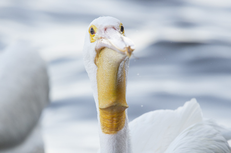 A close up of a White Pelican showing off its goofy large bill and brown eyes in soft light with a water background.の写真素材
