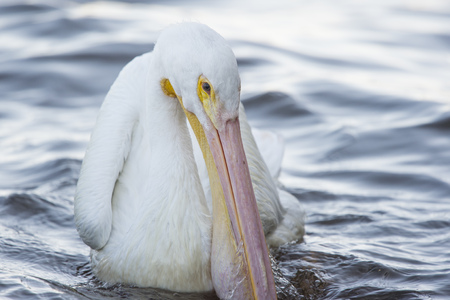 A swimming American White Pelican fills up its beak with water trying to catch food in soft overcast light.の写真素材