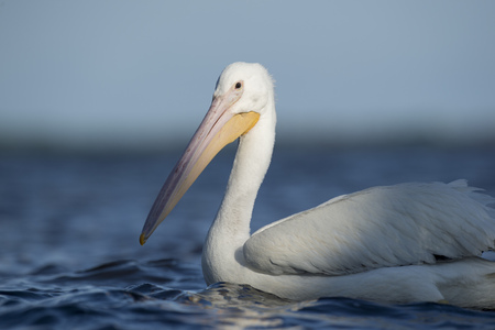 An American White Pelican swims into a small spotlight of sun on bright blue water.の写真素材