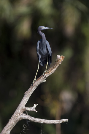 An adult Little Blue Heron perches on a dead tree on a bright sunny day with a darker background.の写真素材