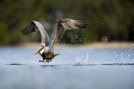 A Brown Pelican runs over the surface of the water during a takeoff splashing water everywhere.の写真素材