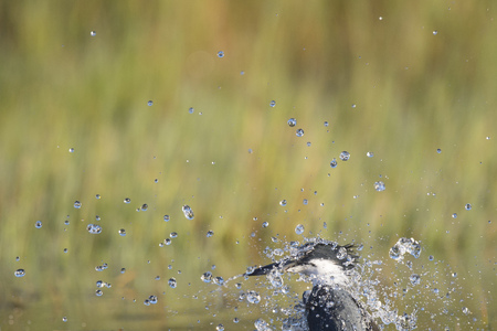 A Belted Kingfisher surfaces from a dive and makes a big splash on the surface on a bright sunny day.の写真素材