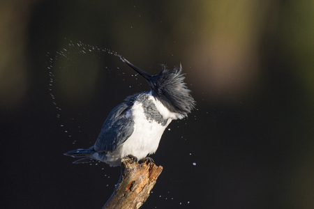 A Belted Kingfisher shakes water off as it perches on a large branch against a dark background on a sunny day.の写真素材