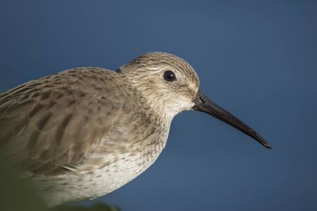 A close up portrait of a Dunlin on a bright sunny day with a deep blue smooth background.