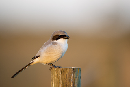 A Loggerhead Shrike perches on a large wooden post in the last light of the day with a smooth background.の写真素材