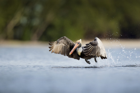 A Brown Pelican takes off from the water creating a big splash behind it as its wings sweep forward.の写真素材