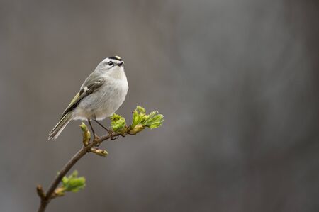 A Golden-crowned Kinglet perches on a branch with fresh spring growth showing bright green leaves with a smooth brown background.の写真素材