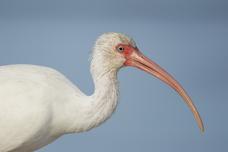 A close up portrait of a White Ibis against a smooth blue background showing off its bright blue eye...
