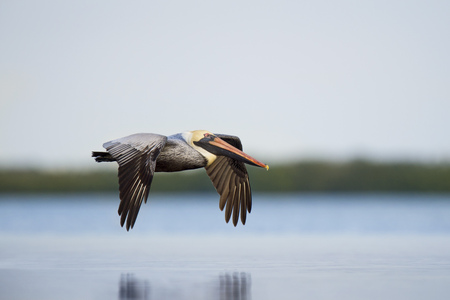 A Brown Pelican flies low over the calm water on a overcast day showing off its yellow head and orange beak.の写真素材
