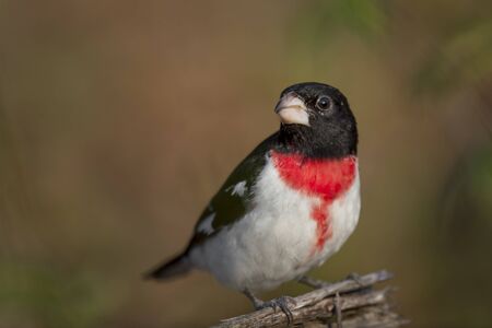 A male Rose-breasted Grosbeak perches on a log in the soft morning sunlight showing off his bright red chest with a smooth brown background.の写真素材