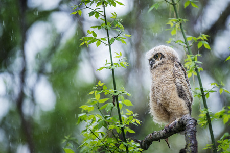 A Great-horned Owlet perched on a branch in a heavy rain surrounded by green leaves.の写真素材