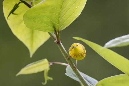 A small Yellow Warbler is surrounded by large green leaves as it searches for insects in the forest.