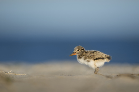 An American Oystercatcher chick stands on a sandy beach on a bright sunny day with a blue ocean and...