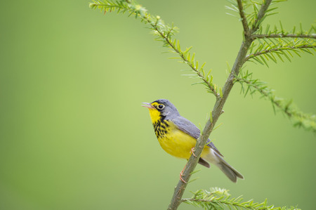 A male Canada Warbler perched on a pine sapling sings out in soft overcast light with a bright green smooth background.の写真素材