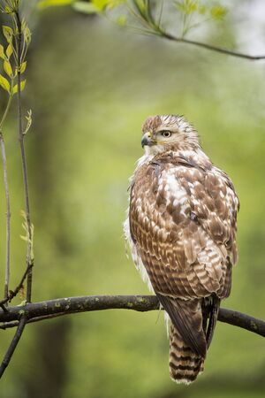 A Red-tailed Hawk perches on a branch in front of a green background in a light rain with a wet...