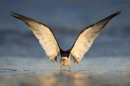 A Black Skimmer comes in to land on a wet sandy beach in the early morning sunlight.の写真素材