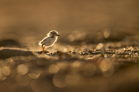 A tiny and cute Piping Plover chick stands on a sandy beach glowing in the morning sun.の写真素材